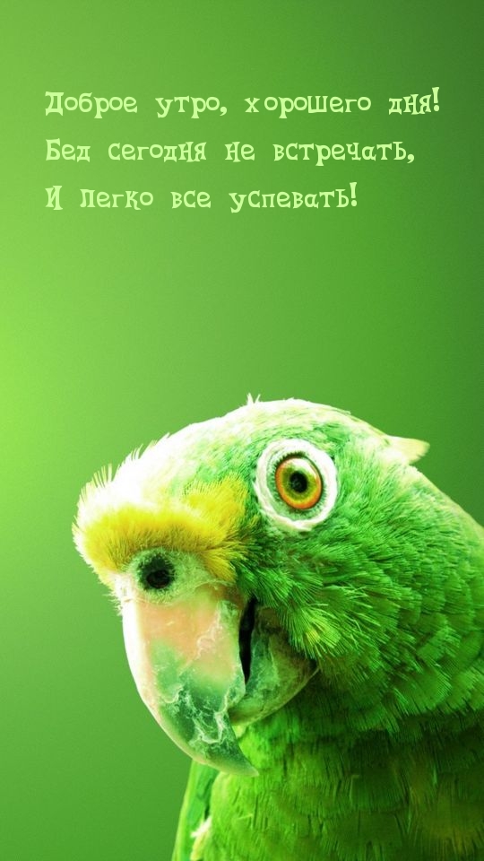 Доброе утро, хорошего дня! Бед сегодня не встречать!