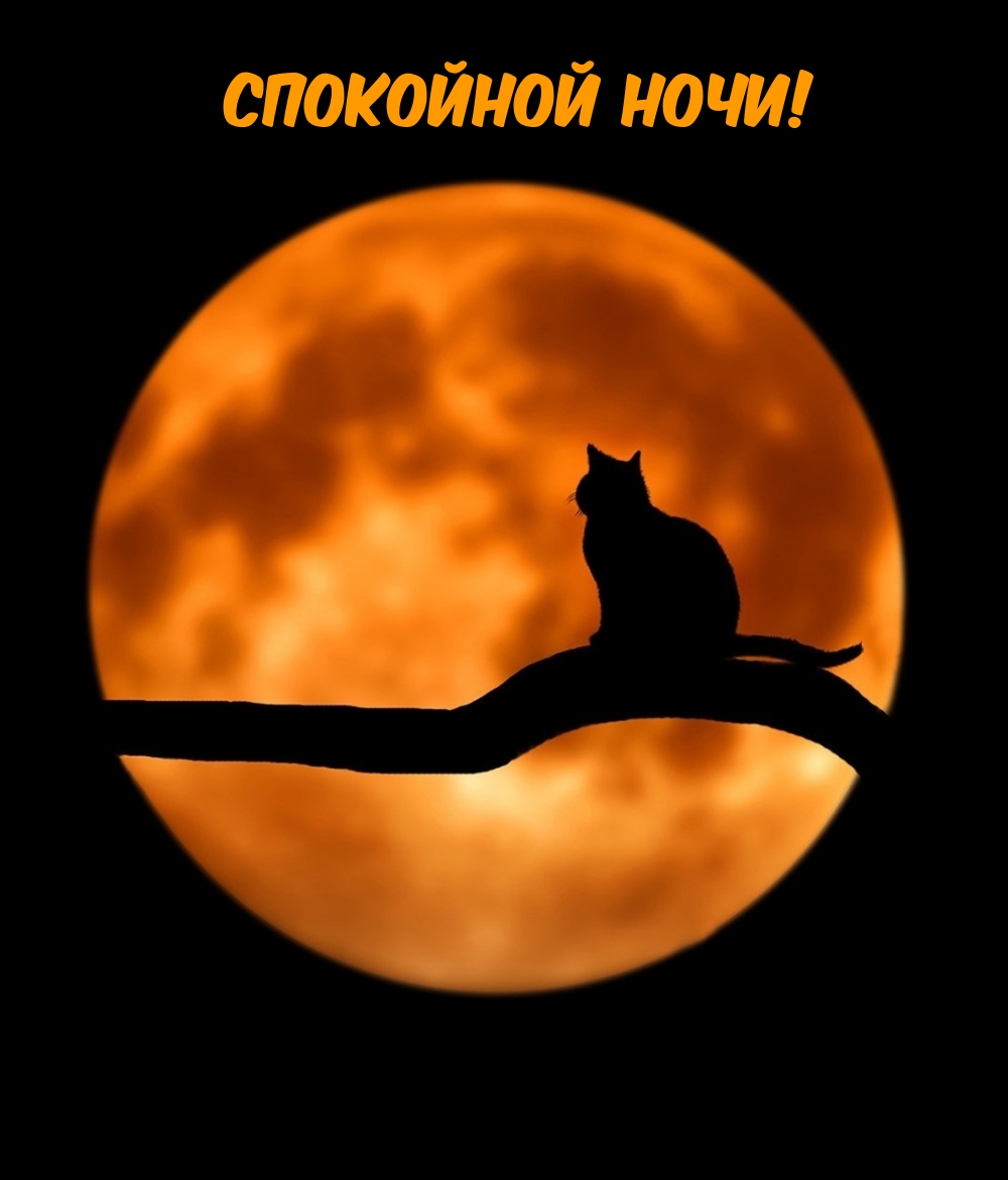 спокойной ночи!