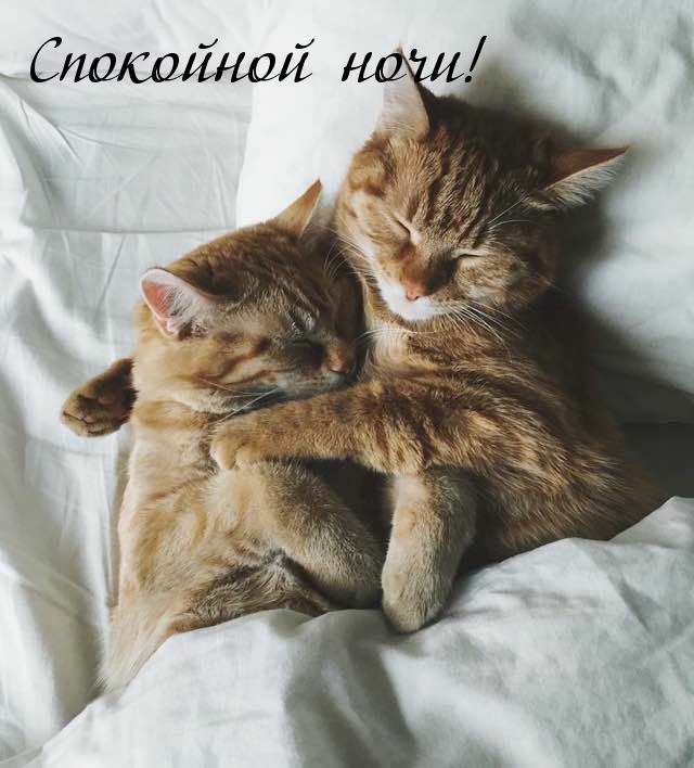 Спокойной ночи!