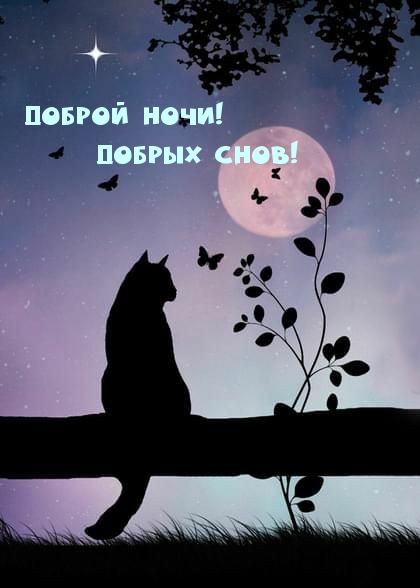 Доброй ночи! Добрых снов!