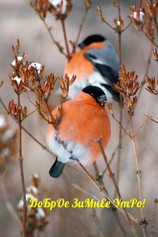 ДоБрОе ЗиМнЕе УтРо!