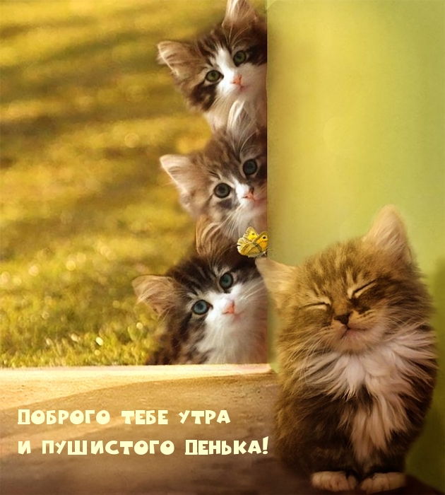 Доброго тебе утра и пушистого денька!