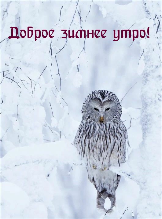 Доброе зимнее утро!