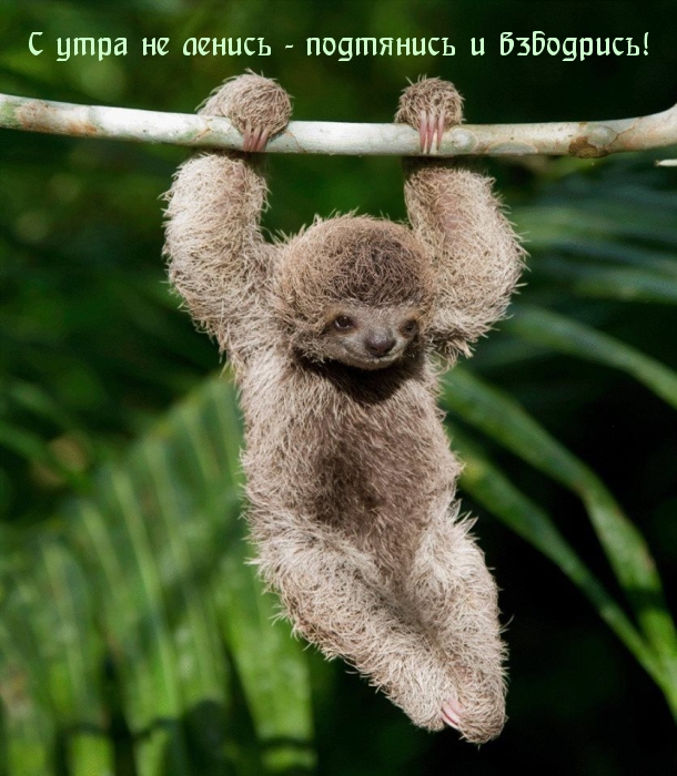 С утра не ленись — подтянись и взбодрись!