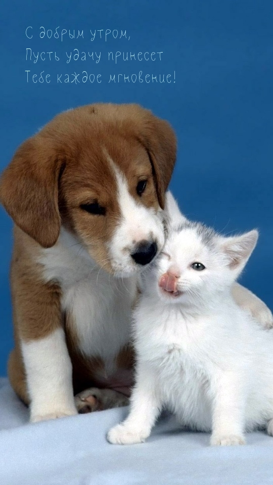 С добрым утром, Пусть удачу принесет