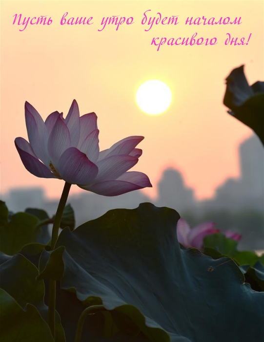 Пусть ваше утро будет началом красивого дня!
