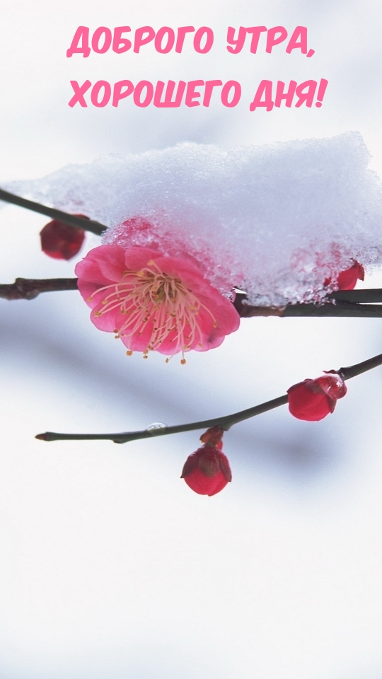 ДОБРОГО УТРА, хорошего дня!