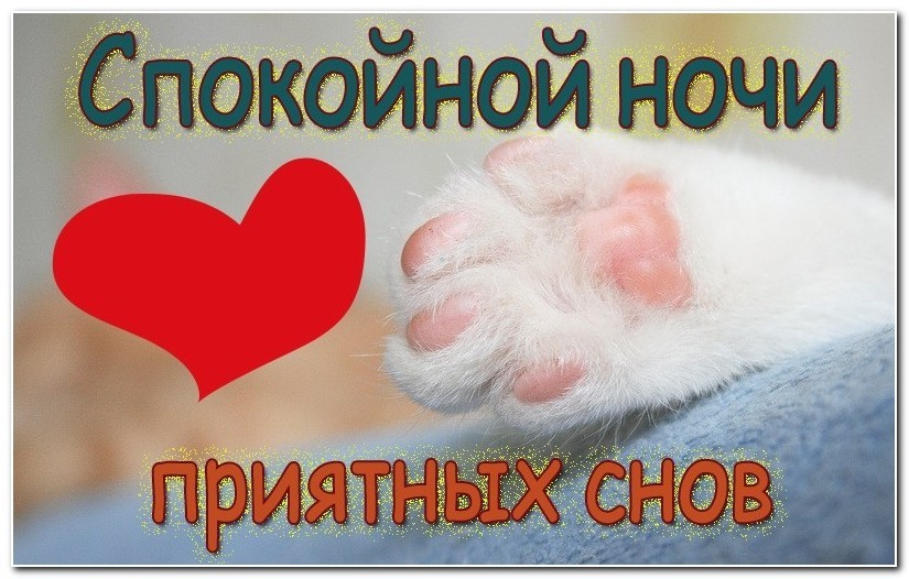Спокойной ночи, приятных снов!