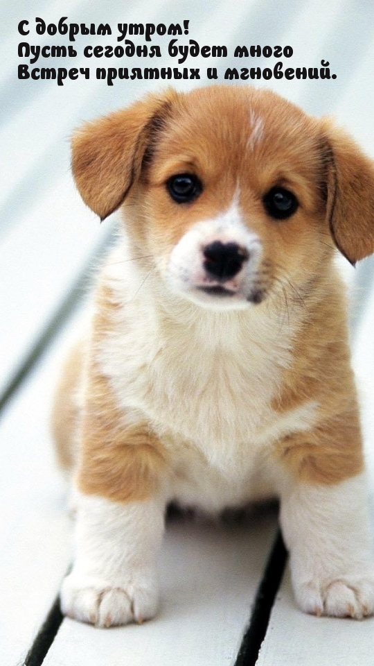 Пусть сегодня будет много Встреч приятных и мгновений