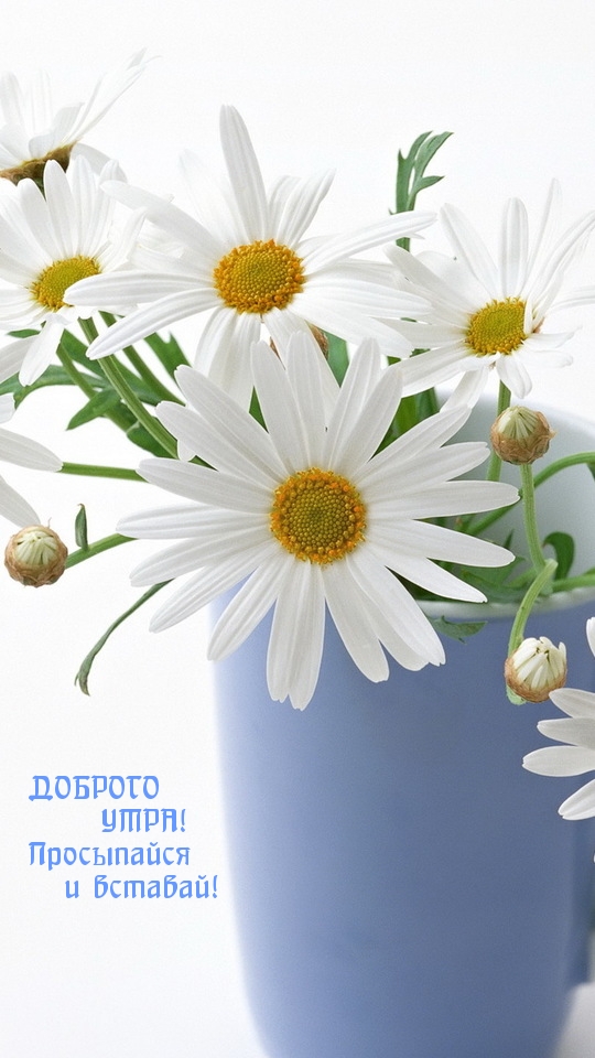 ДОБРОГО УТРА! Просыпайся и вставай!