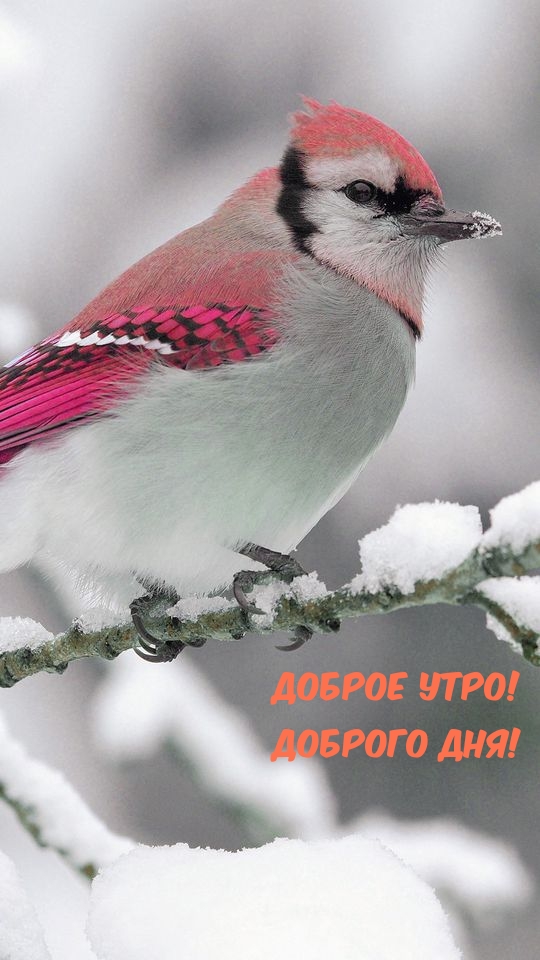 Доброе утро! Доброго дня!