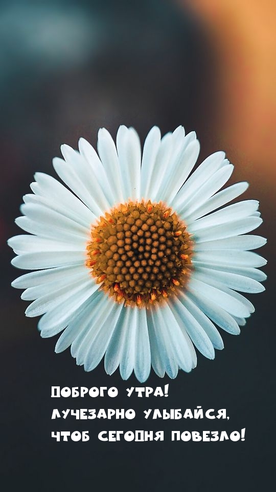 Доброго утра! Лучезарно улыбайся, Чтоб сегодня повезло!