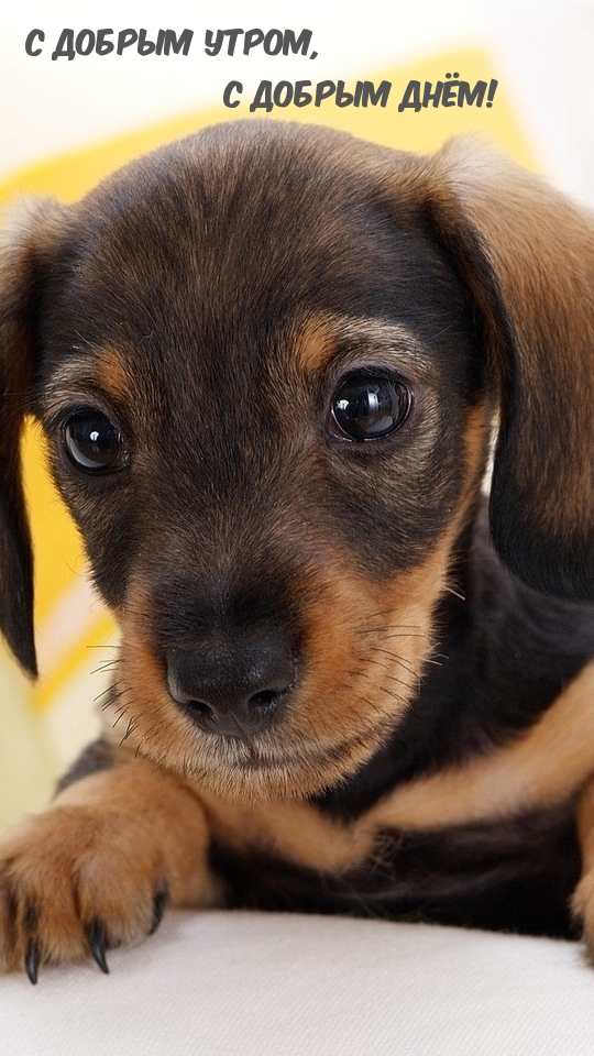 С добрым утром, с добрым днём!