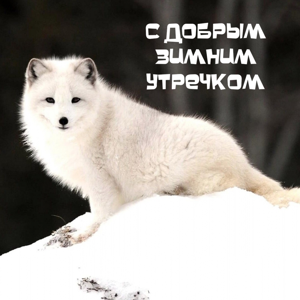 С добрым зимним утречком