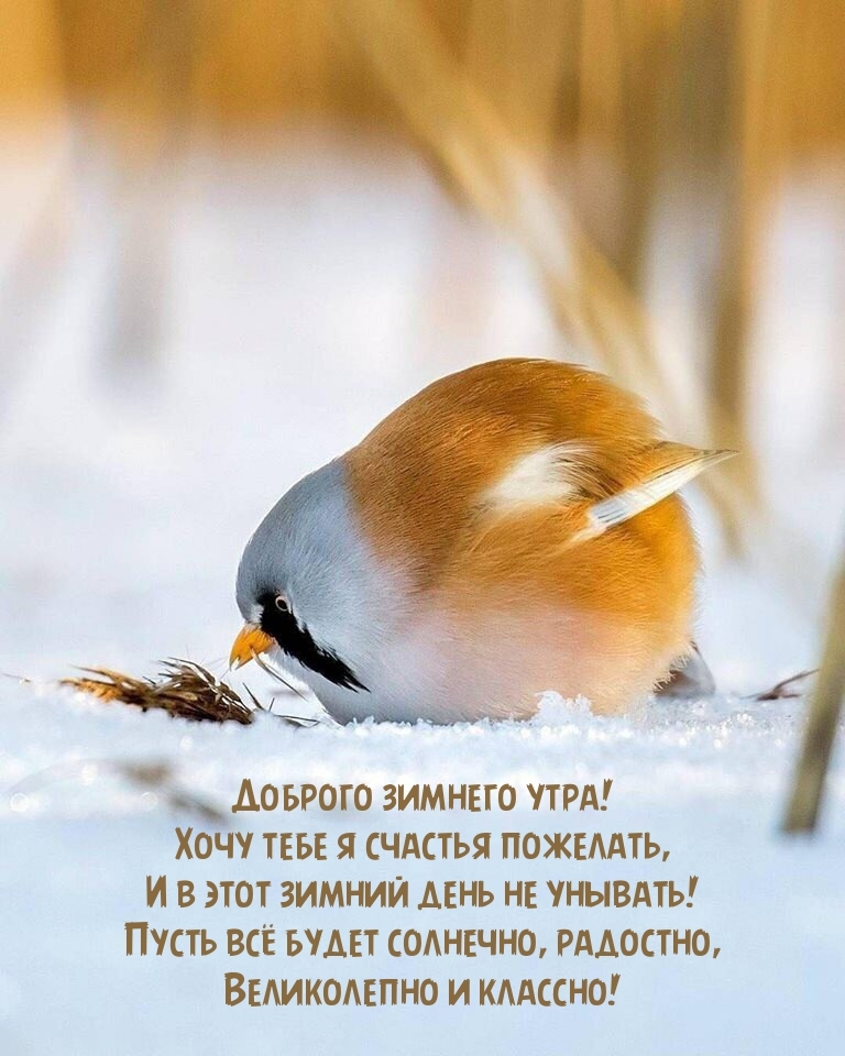 Доброго зимнего утра! Хочу тебе я счастья пожелать