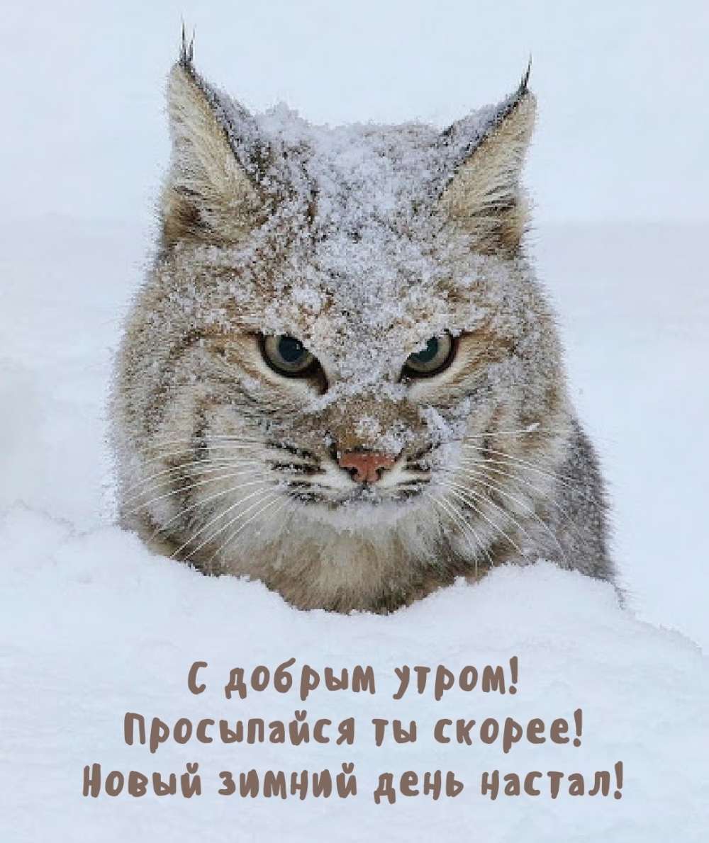 Просыпайся ты скорее! Новый зимний день настал!