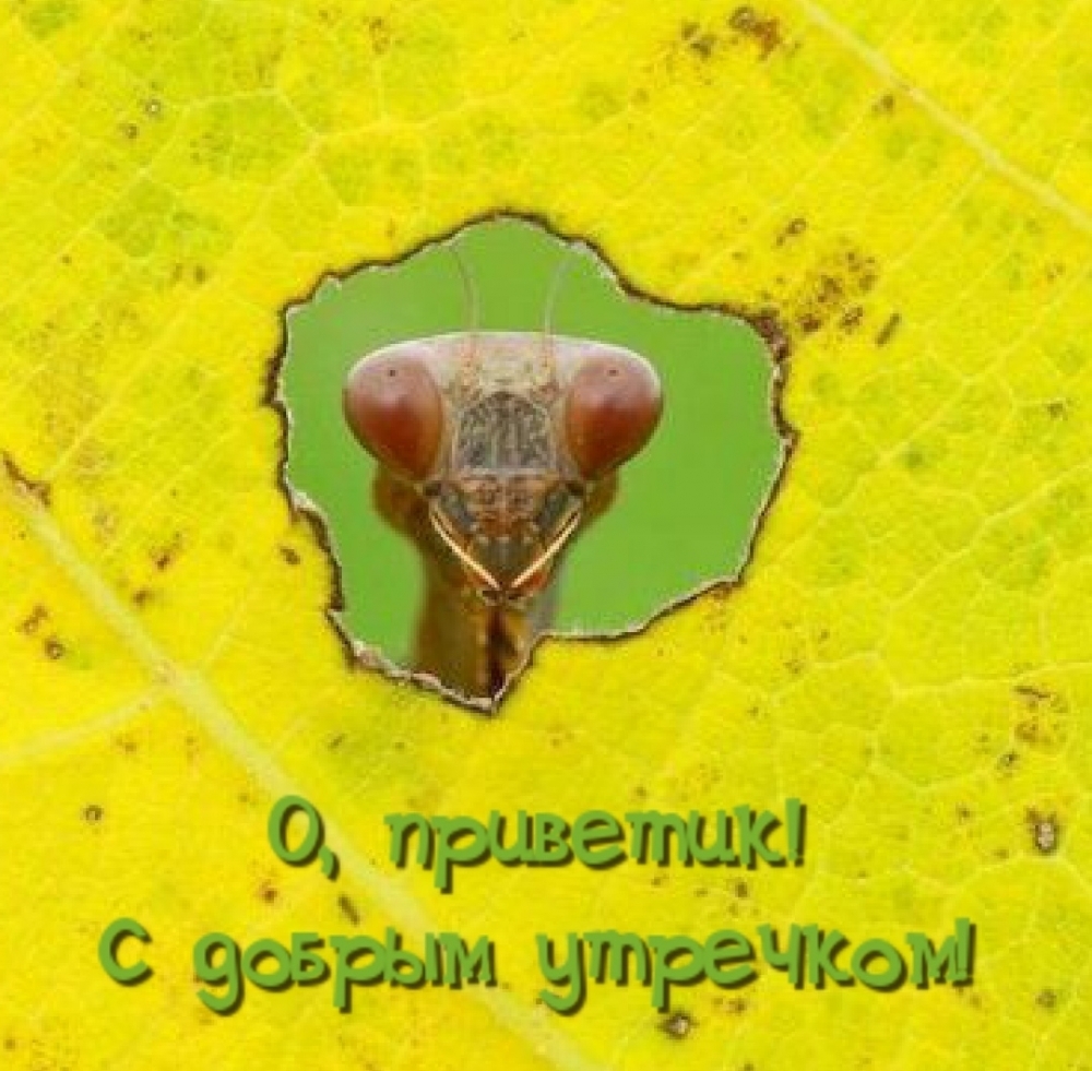 О, приветик! С добрым утречком!