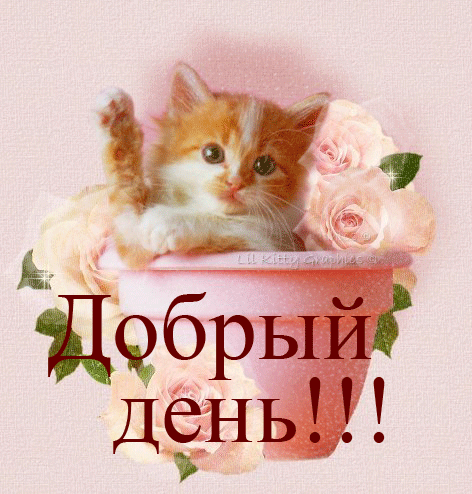 Добрый день! От котика