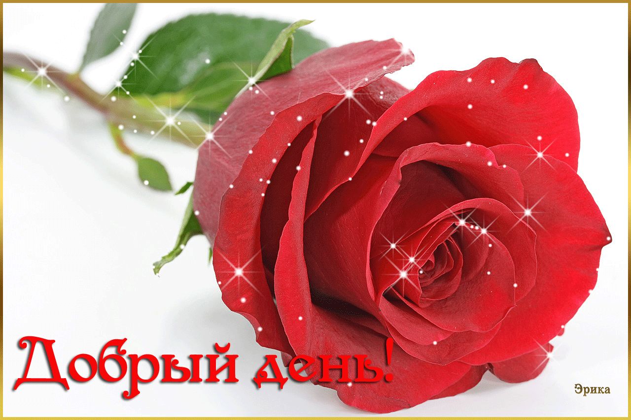 Добрый день! Красная роза!