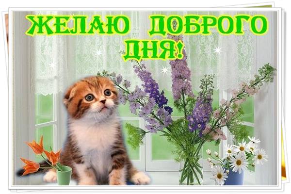 Желаю доброго дня! Котик и цветы