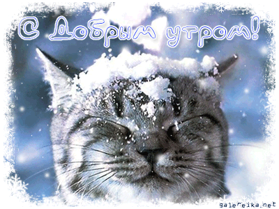 С добрым утром! С котиком и снегом