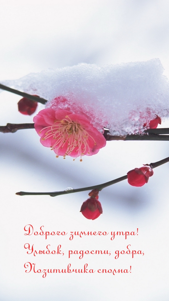 Доброго зимнего утра! Улыбок, радости!