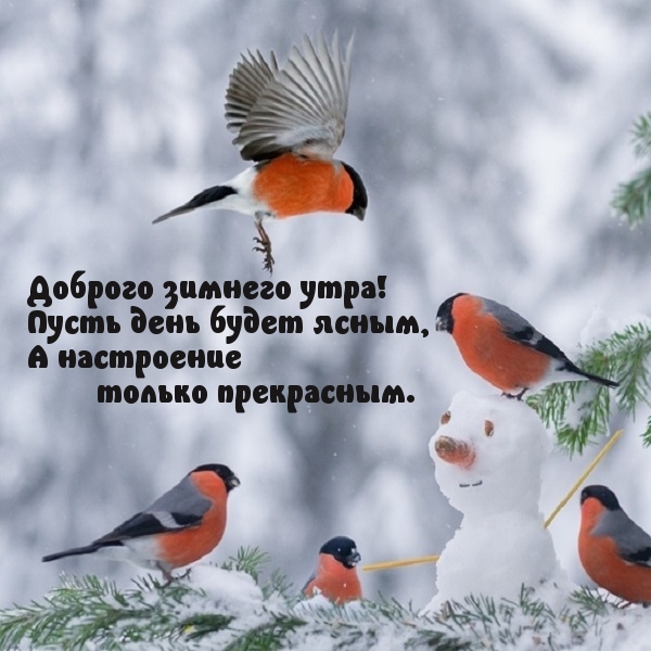 Доброго зимнего утра! Пусть день будет ясным