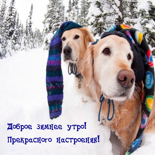 Доброе зимнее утро! Прекрасного настроения!