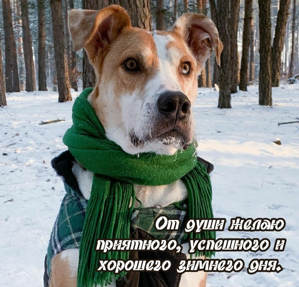 От души желаю приятного, успешного и хорошего зимнего дня