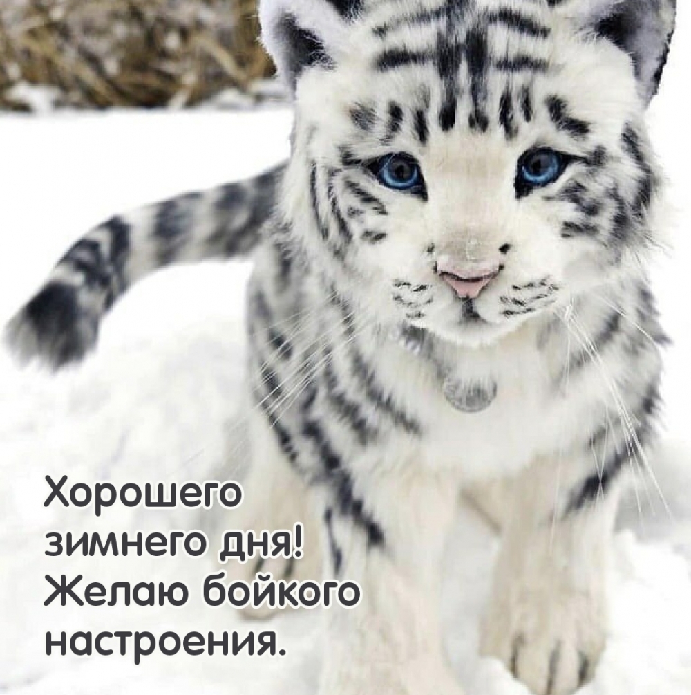 Хорошего зимнего дня! Желаю бойкого настроения.