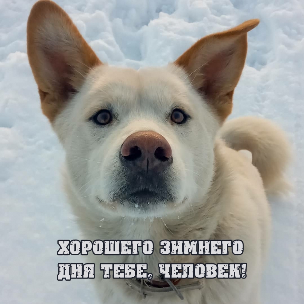 Хорошего зимнего дня тебе, человек!