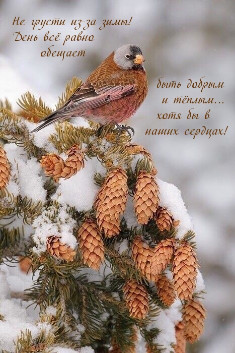 Не грусти из-за зимы!  День будет добрым!