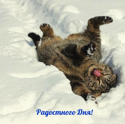 Радостного Дня!