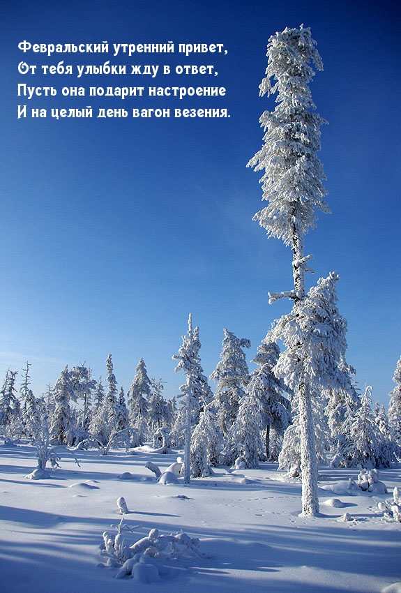 Февральский утренний привет! Стихотворение