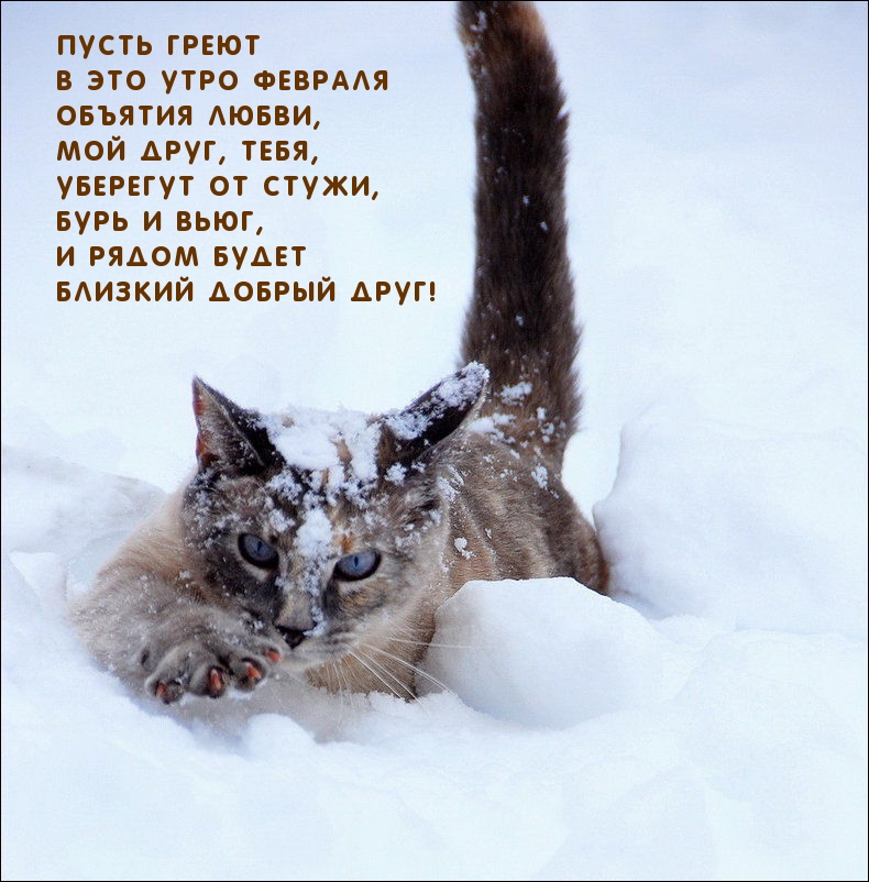 Пусть греют в это утро февраля объятия любви