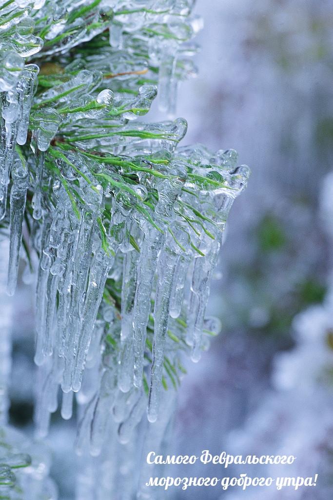 Самого Февральского морозного доброго утра!