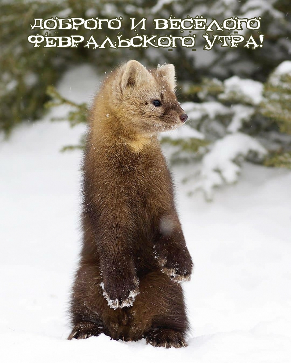 Доброго и весёлого февральского утра!