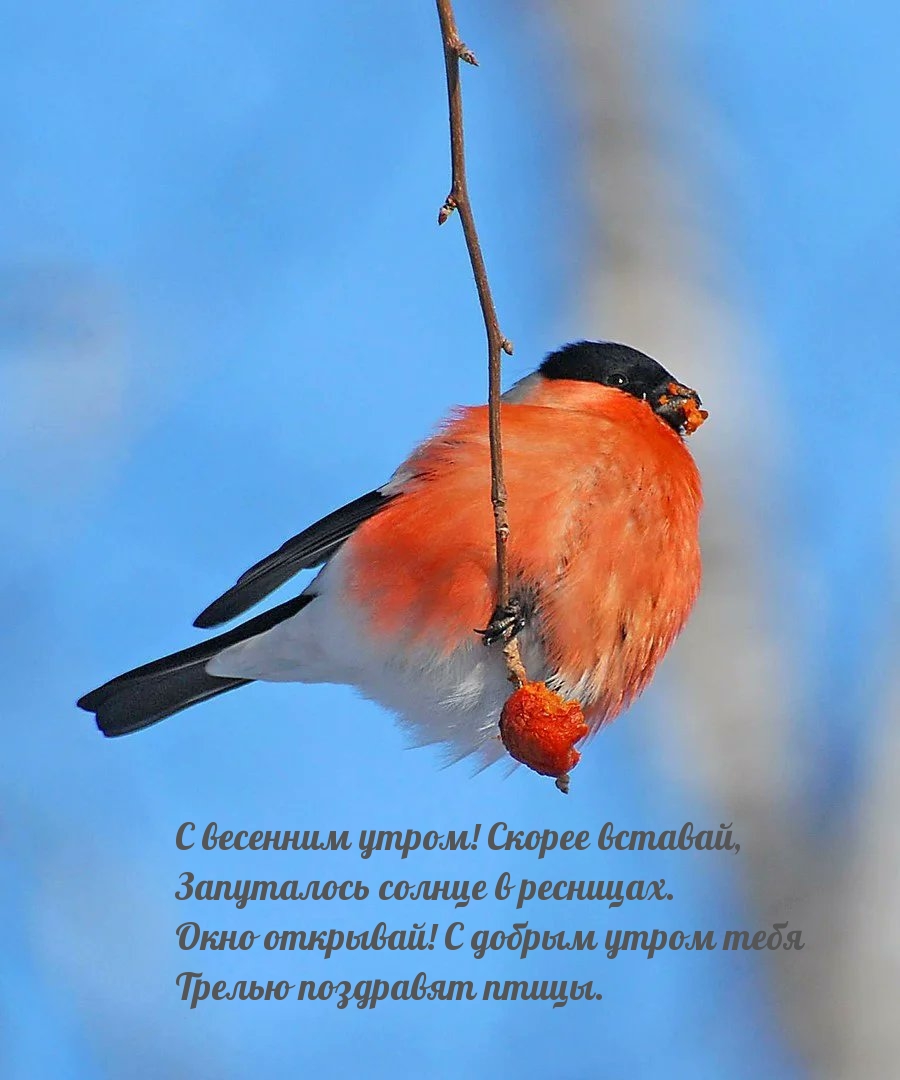 Окно открывай! С добрым утром тебя