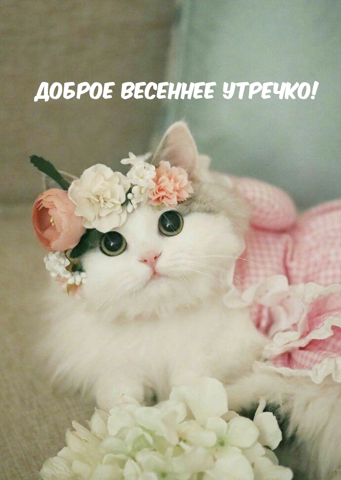 Доброе весеннее утречко!