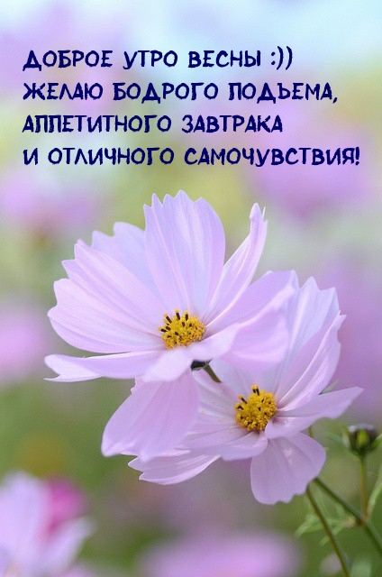Доброе утро весны :)) Желаю бодрого подъема