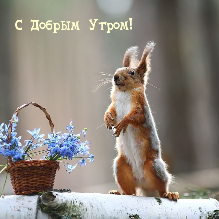 Картинка - С Добрым Утром!.