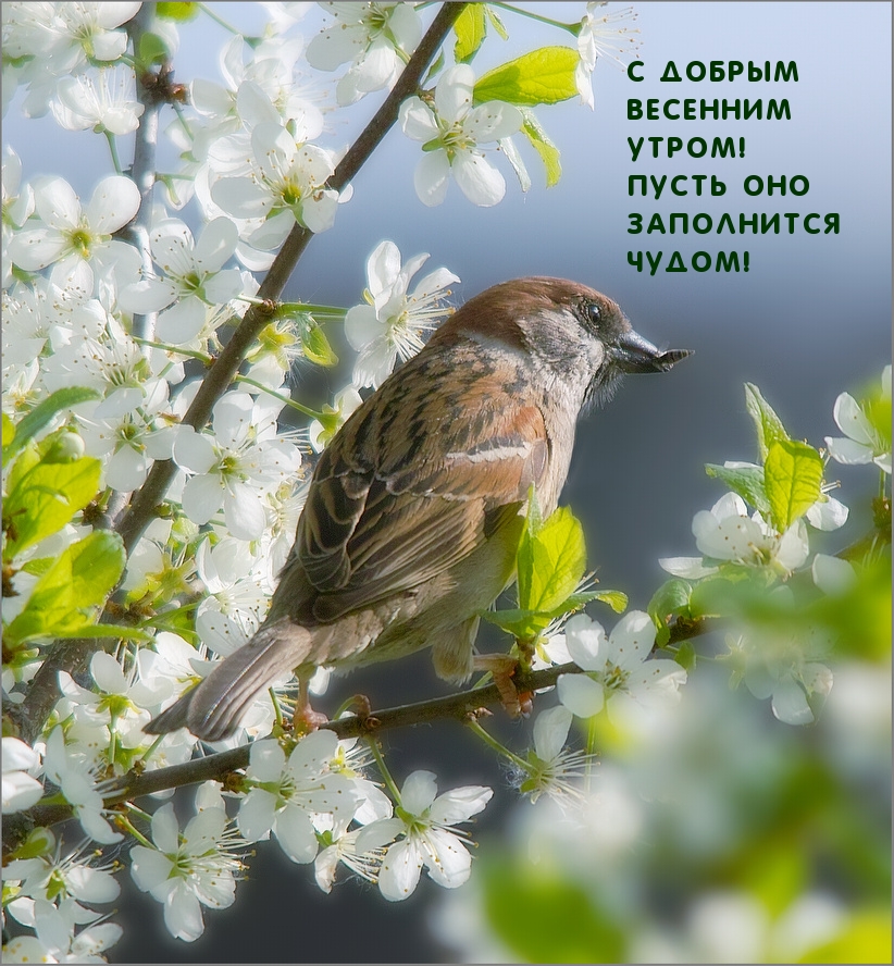 С добрым весенним утром! Пусть оно заполнится чудом!