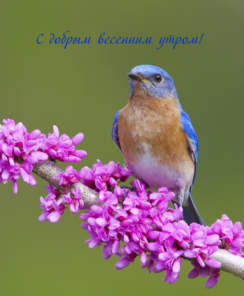 С добрым весенним утром!