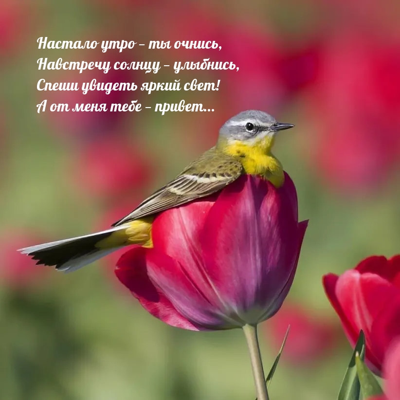 Спеши увидеть яркий свет! А от меня тебе — привет…