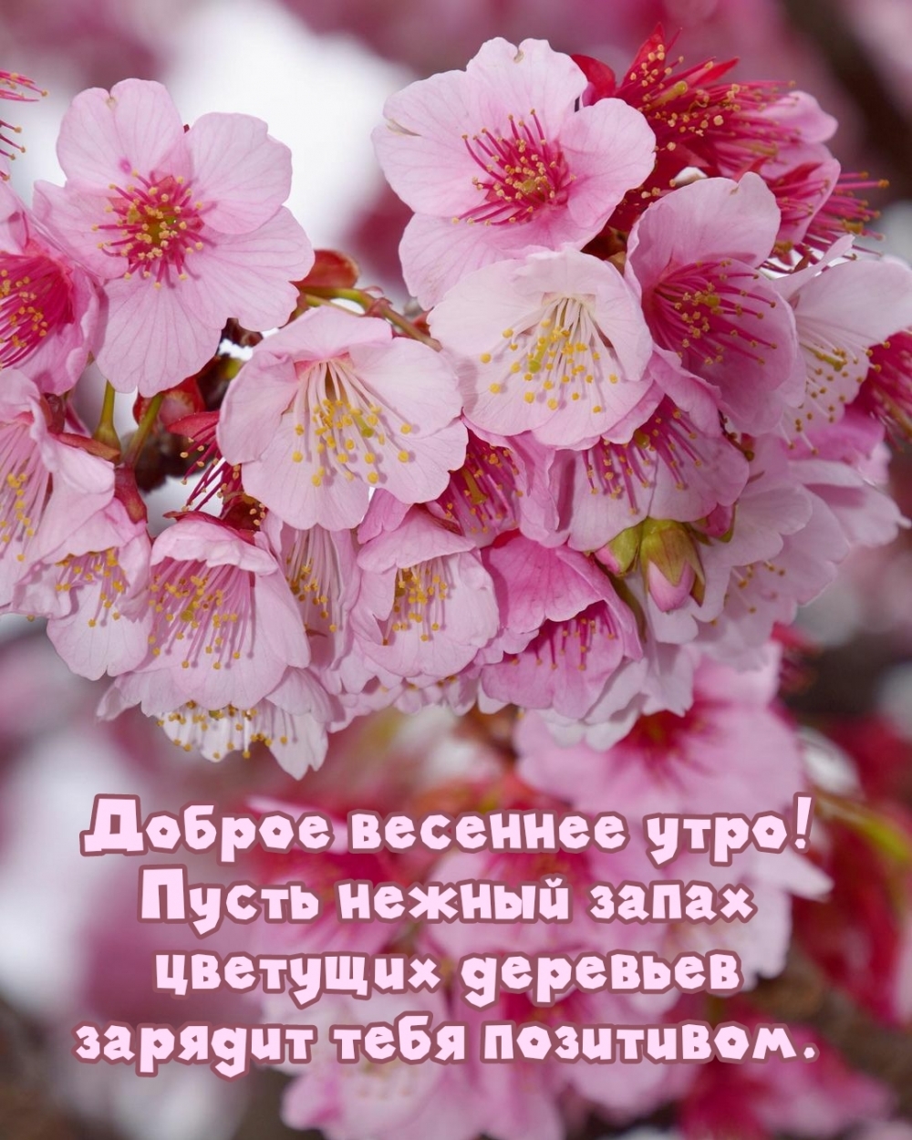 Пусть нежный запах цветущих деревьев зарядит тебя позитивом.