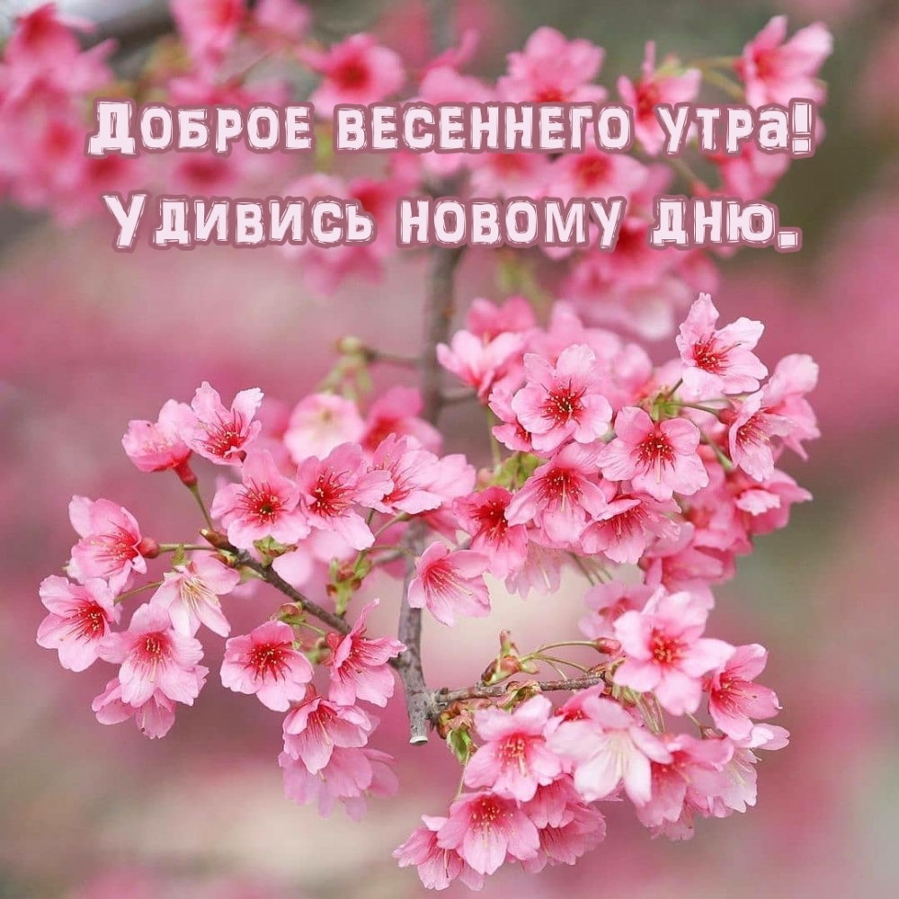 Доброе весеннего утра! Удивись новому дню.