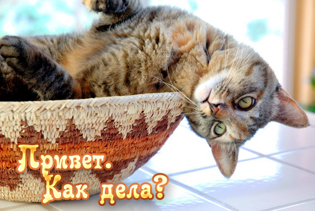 Привет, как дела?