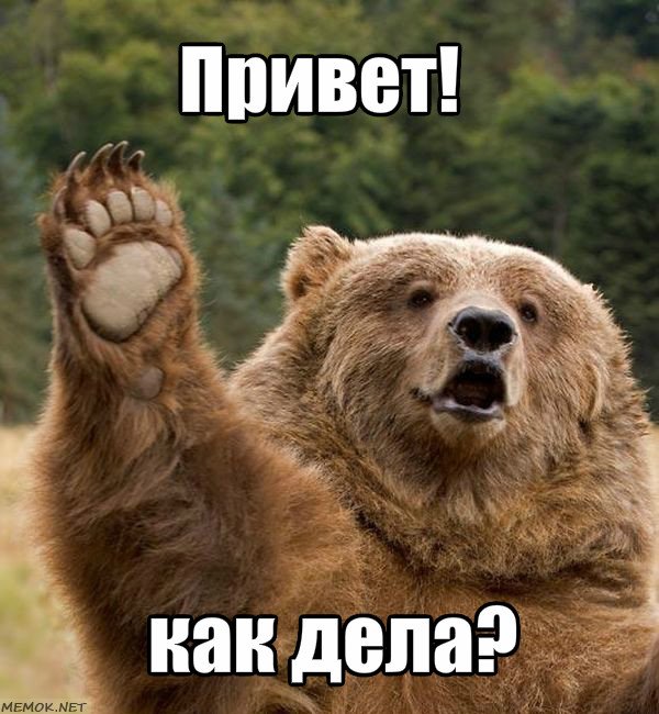 Привет, как дела? от медведя