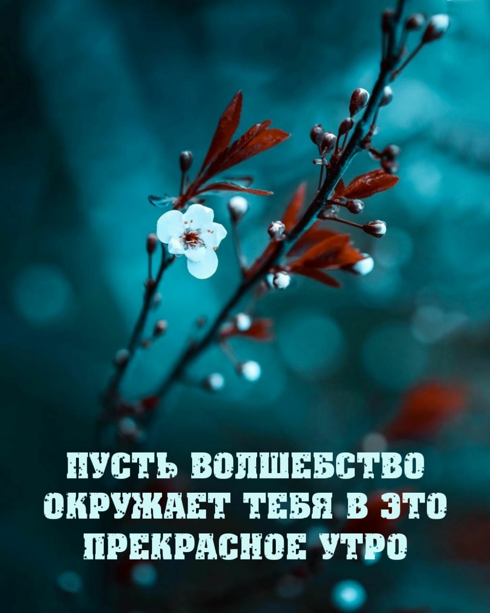 Пусть волшебство тебя окружает в это прекрасное утро
