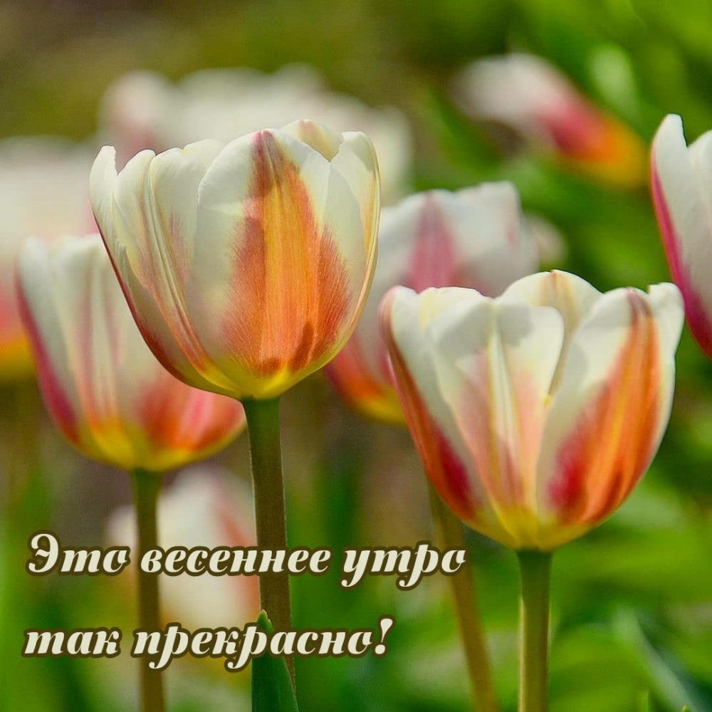 Это весеннее утро так прекрасно!
